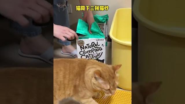 【貓咪叫不苦】誰會拒絕小貓咪剛埋完粑粑的jiojio呢? 【貓咪叫不苦】誰會拒絕小貓咪剛埋完粑粑的jiojio呢?