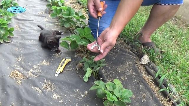Супер лёгкая посадка клубники!!! теперь вы всегда будете садить клубнику только так!!! Супер лёгкая посадка клубники!!! теперь вы всегда будете садить клубнику только так!!!