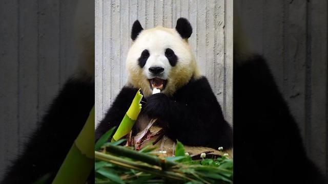 6.20公主的加特林大笋炫起来吃的嘎嘎香#大熊猫 #大熊猫福宝 #panda #푸바오 6.20公主的加特林大笋炫起来吃的嘎嘎香#大熊猫 #大熊猫福宝 #panda #푸바오