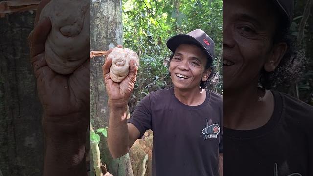 Panen getah bendo untuk lem pulut burung Panen getah bendo untuk lem pulut burung