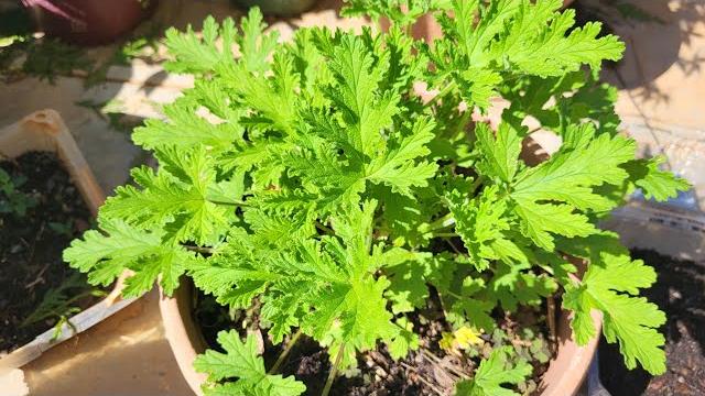 How to propagate citronella plants by cutting. How to propagate citronella plants by cutting.