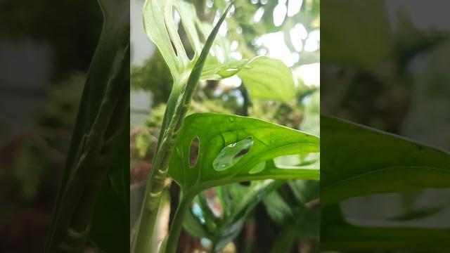 Segernya mata memandang tumbuhan yang hijau, tanaman hias yang sedap dipandang #tanamanhias Segernya mata memandang tumbuhan yang hijau, tanaman hias yang sedap dipandang #tanamanhias