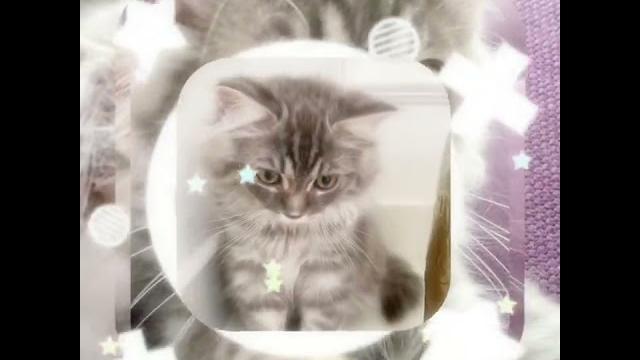Babygrey Babygrey