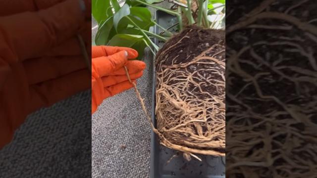 Пересадка монстеры в офисе. #моицветы #цветыдома #plants #монстера #пересадкамонстеры #грунт Пересадка монстеры в офисе. #моицветы #цветыдома #plants #монстера #пересадкамонстеры #грунт