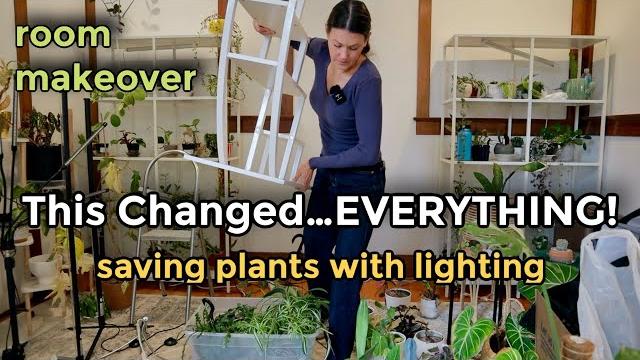 Why my plants are struggling… and how i'm saving them | houseplant lighting & plant grow lights Why my plants are struggling… and how i'm saving them | houseplant lighting & plant grow lights