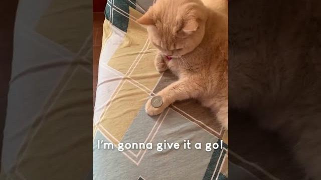 Amazing cat performs magic trick! #cats #tricks Amazing cat performs magic trick! #cats #tricks