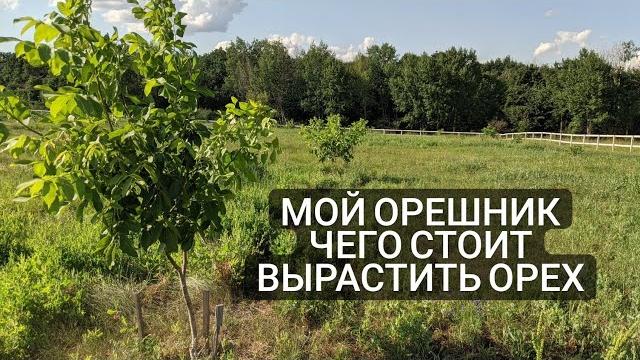 Про ореховый сад с самого нуля Про ореховый сад с самого нуля