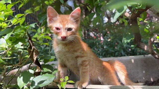 流浪小奶猫眼睛发炎红肿,越抓它越跑 流浪小奶猫眼睛发炎红肿,越抓它越跑