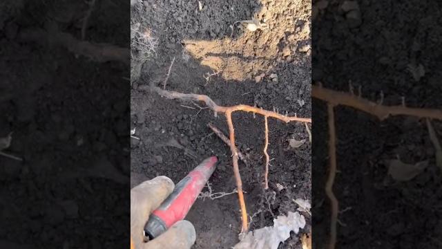 В ямке оказалось ,что то интересное. лесная находка с деусом #видео #metaldetecting #история #лес В ямке оказалось ,что то интересное. лесная находка с деусом #видео #metaldetecting #история #лес