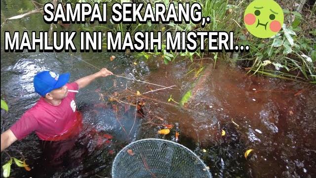 Belum terungkap misteri binatang apa yang bergejolak dibawah air,. snake rivers hari #2 .... Belum terungkap misteri binatang apa yang bergejolak dibawah air,. snake rivers hari #2 ....