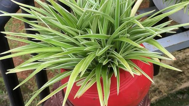 #garden tour# vertical garden #shorts #garden tour# vertical garden #shorts