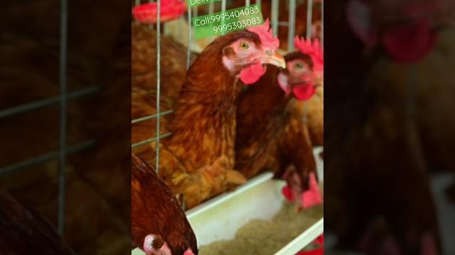 Micro hitech poultry farm #american_breed #babcock #bv380 #cage #layer ph:9995404083 9995303083 Micro hitech poultry farm #american_breed #babcock #bv380 #cage #layer ph:9995404083 9995303083