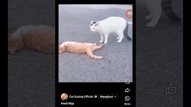 Berdarah kucing #allahﷻallahﷻ Berdarah kucing #allahﷻallahﷻ