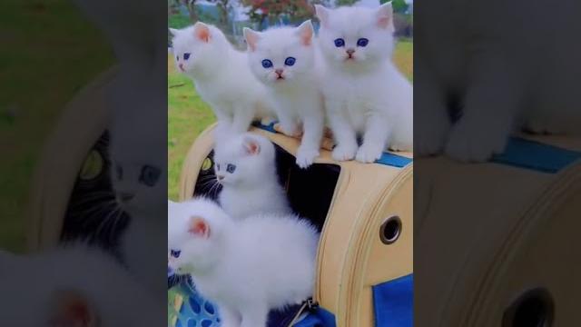 Cute cat Cute cat