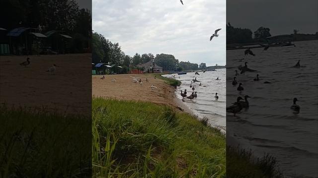 13.06.2025 lake 🩵 in lida town #goforawalk #nature #lake #town #lida #belarus #лида #беларусь 13.06.2025 lake 🩵 in lida town #goforawalk #nature #lake #town #lida #belarus #лида #беларусь