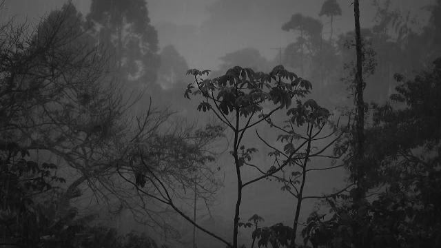 Rain & thunderstorm sounds, nature & rain sounds to relax, meditate, study & fall asleep Rain & thunderstorm sounds, nature & rain sounds to relax, meditate, study & fall asleep