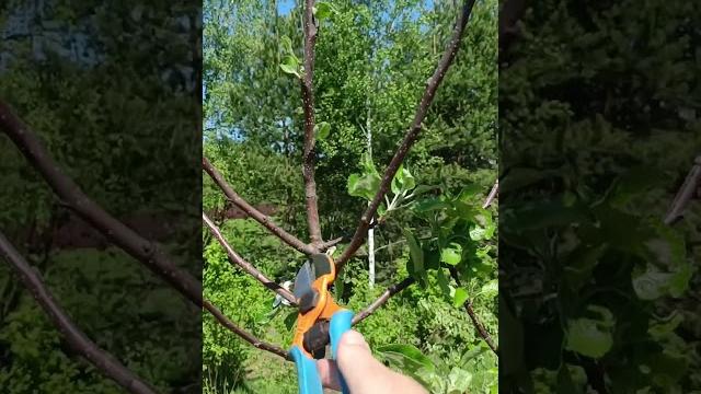 Обрезка яблони летом #обрезка #сад #обрезкаяблонивесной Обрезка яблони летом #обрезка #сад #обрезкаяблонивесной