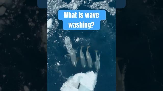 Have you ever witnessed wave washing? #naturepbs #killerwhales #wildlife #animalshorts #antarctica Have you ever witnessed wave washing? #naturepbs #killerwhales #wildlife #animalshorts #antarctica