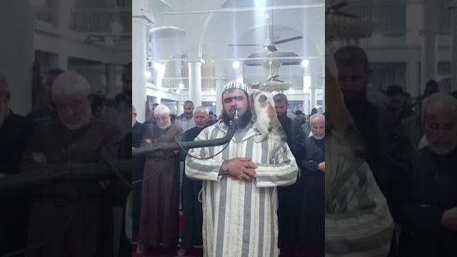 #cat climbs sheikh during #ramadan prayer #cat climbs sheikh during #ramadan prayer