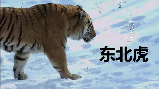 东北虎 东北虎