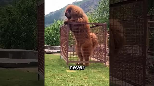 Weirdest dog breeds you’ve never heard of Weirdest dog breeds you’ve never heard of