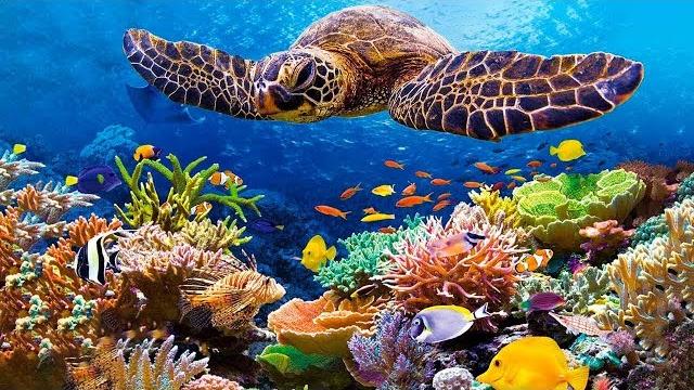 Relaxing music healing stress, anxiety and depressive states • heal mind, body and soul Relaxing music healing stress, anxiety and depressive states • heal mind, body and soul