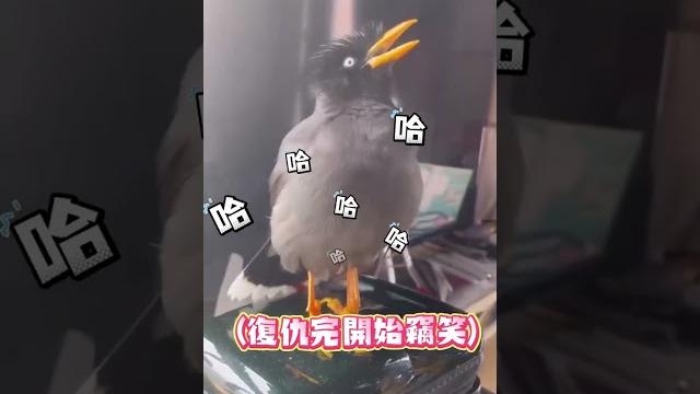 【鳥界低音炮】不滿媽媽喊"臭鳥"!八哥「頂嘴」狂笑超得意 #shorts 【鳥界低音炮】不滿媽媽喊"臭鳥"!八哥「頂嘴」狂笑超得意 #shorts