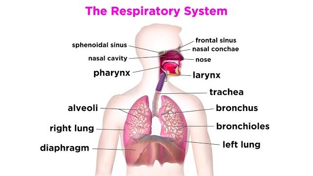 The respiratory system The respiratory system