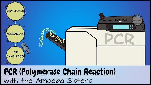 Pcr (polymerase chain reaction) Pcr (polymerase chain reaction)