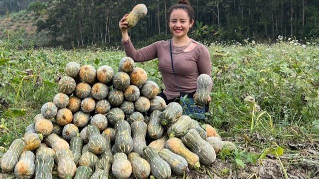 The process of harvesting sticky pumpkin gardens to go to the market to sell and cook from pumpkins The process of harvesting sticky pumpkin gardens to go to the market to sell and cook from pumpkins