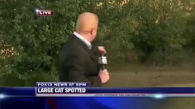 News report wild cougar News report wild cougar