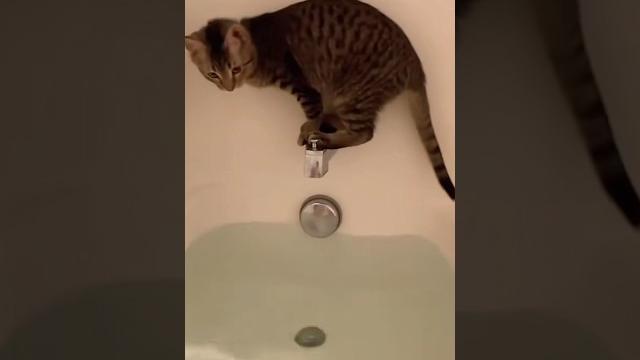 Oops! cat falls in the shower! Oops! cat falls in the shower!