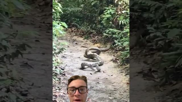 It’s a snake eat snake world! king cobra attacks python! #snake It’s a snake eat snake world! king cobra attacks python! #snake