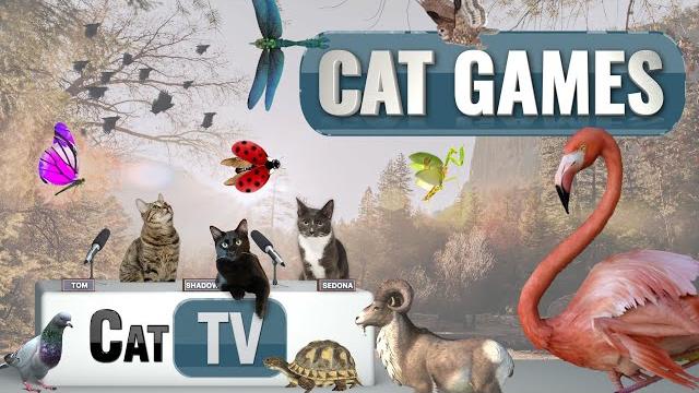 Cat tv | enchanting 3d wildlife symphony: relaxing nature scenes with animals and bugs galore Cat tv | enchanting 3d wildlife symphony: relaxing nature scenes with animals and bugs galore