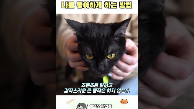 고양이가 나를 좋아하게 만드는 방법 고양이가 나를 좋아하게 만드는 방법