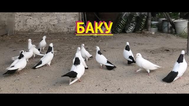 Бакинские голуби исмаила в баку! маштаги Бакинские голуби исмаила в баку! маштаги