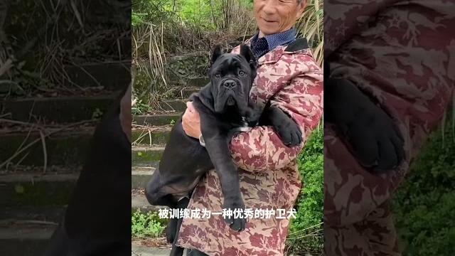 #卡斯罗 #卡斯罗幼犬 #忠诚卫士 #护卫犬 #大型犬 抖音 #卡斯罗 #卡斯罗幼犬 #忠诚卫士 #护卫犬 #大型犬 抖音