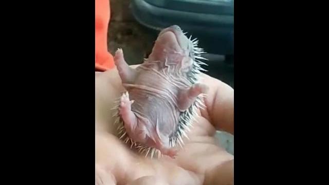 Ежиха родила ежат / hedgehog Ежиха родила ежат / hedgehog