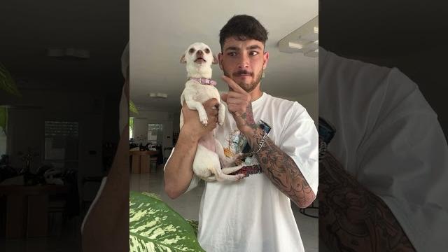 Kissing my angry chihuahua Kissing my angry chihuahua