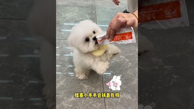 跟抱个小奶瓶一样可爱晕啦#这样的小奶狗谁不爱 #就喜欢萌萌乖乖的小萌宠 #一看就非常乖的小狗 跟抱个小奶瓶一样可爱晕啦#这样的小奶狗谁不爱 #就喜欢萌萌乖乖的小萌宠 #一看就非常乖的小狗