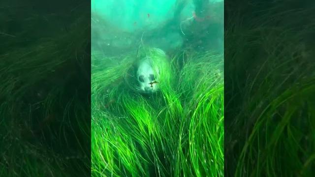 Seal sleeping underwater Seal sleeping underwater