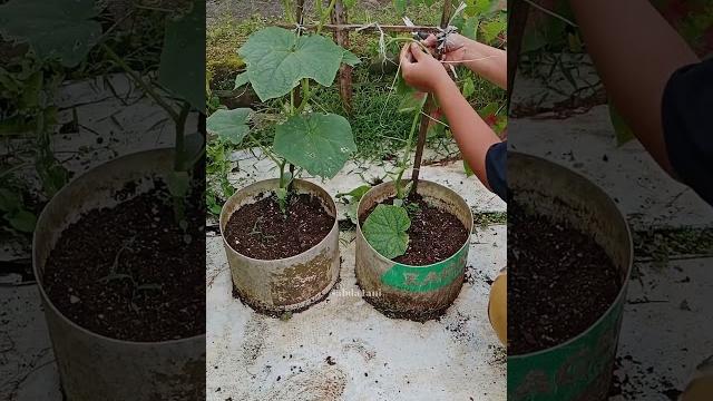 Menanam dan merawat timun di pot Menanam dan merawat timun di pot