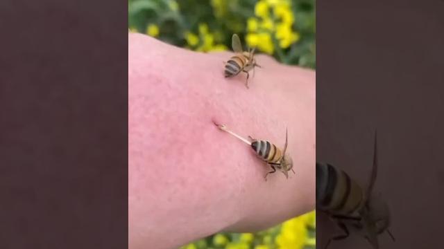Почему нельзя трогать жало пчелы руками? Почему нельзя трогать жало пчелы руками?