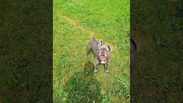 #dog#biglove #treusterpartnerüberhaupt#puppy #dog#biglove #treusterpartnerüberhaupt#puppy