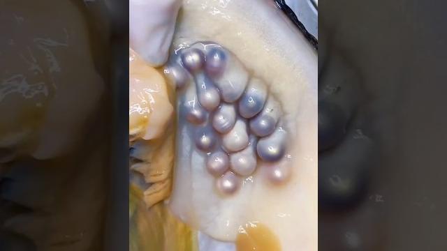 Kerang mutiara lebih 1 butir mutiara #halmenarik Kerang mutiara lebih 1 butir mutiara #halmenarik