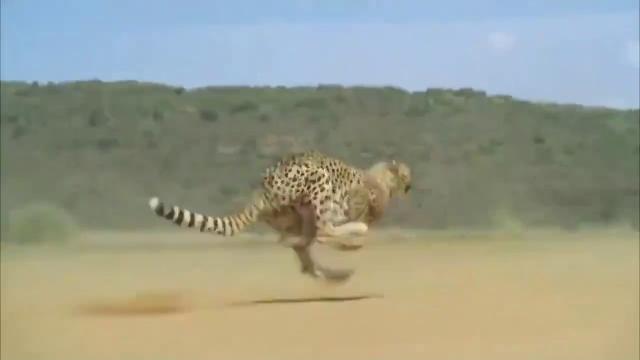 Cheetah running full speed awesome speed Cheetah running full speed awesome speed