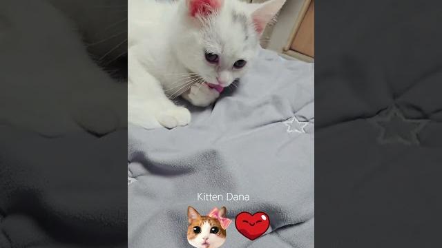 What a lovely kitten dana|| #cat #냥춘기 #funnycat #kitten #catvideos #catlover #sillycat #cute What a lovely kitten dana|| #cat #냥춘기 #funnycat #kitten #catvideos #catlover #sillycat #cute