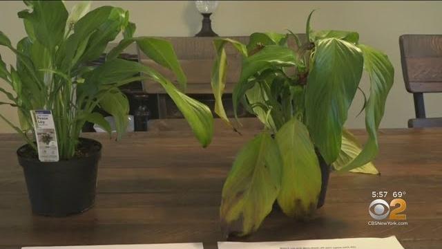 Student's science project experiments on bullying plants Student's science project experiments on bullying plants