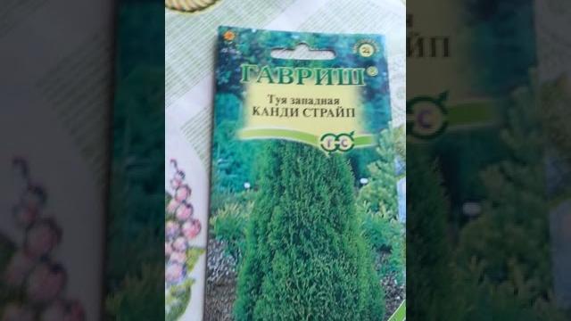Семена туи , после мороза . Семена туи , после мороза .