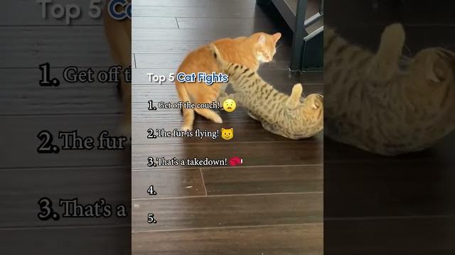 Top five cat fights! Top five cat fights!